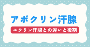 アポクリン汗腺とは？エクリン汗腺との違いと役割
